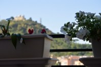 Monte Mario fiori compressi