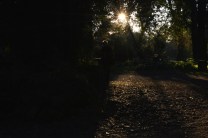 Ombre e foliage comp